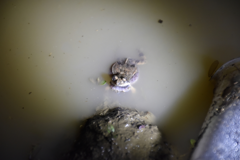 Puyango Bully Foam Frog