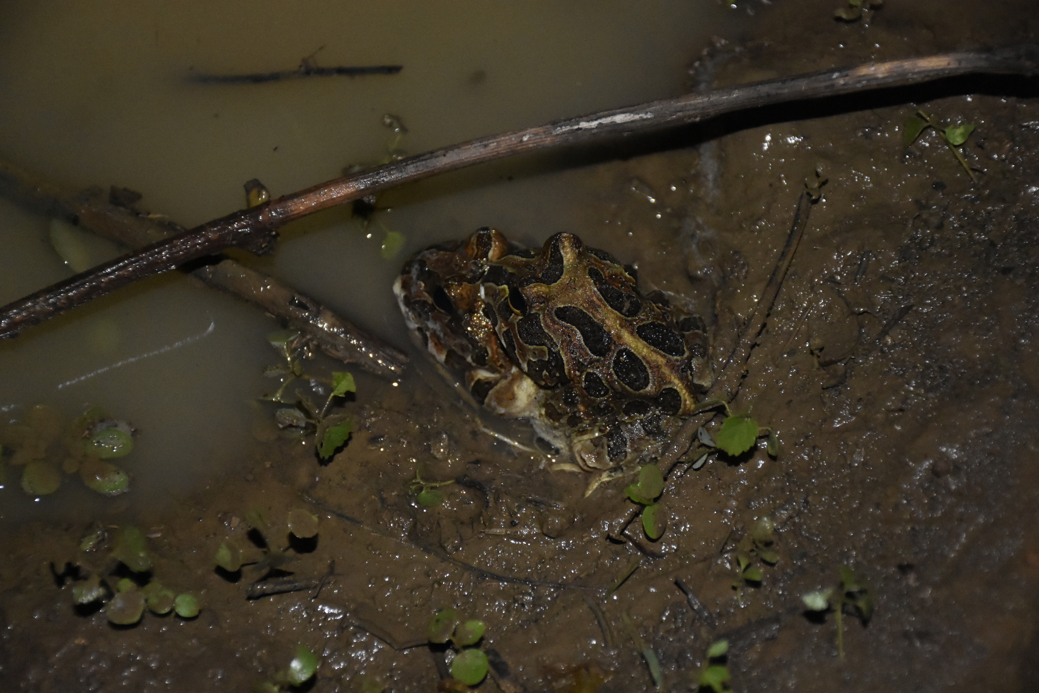 Ceratophrys stolzmanni image