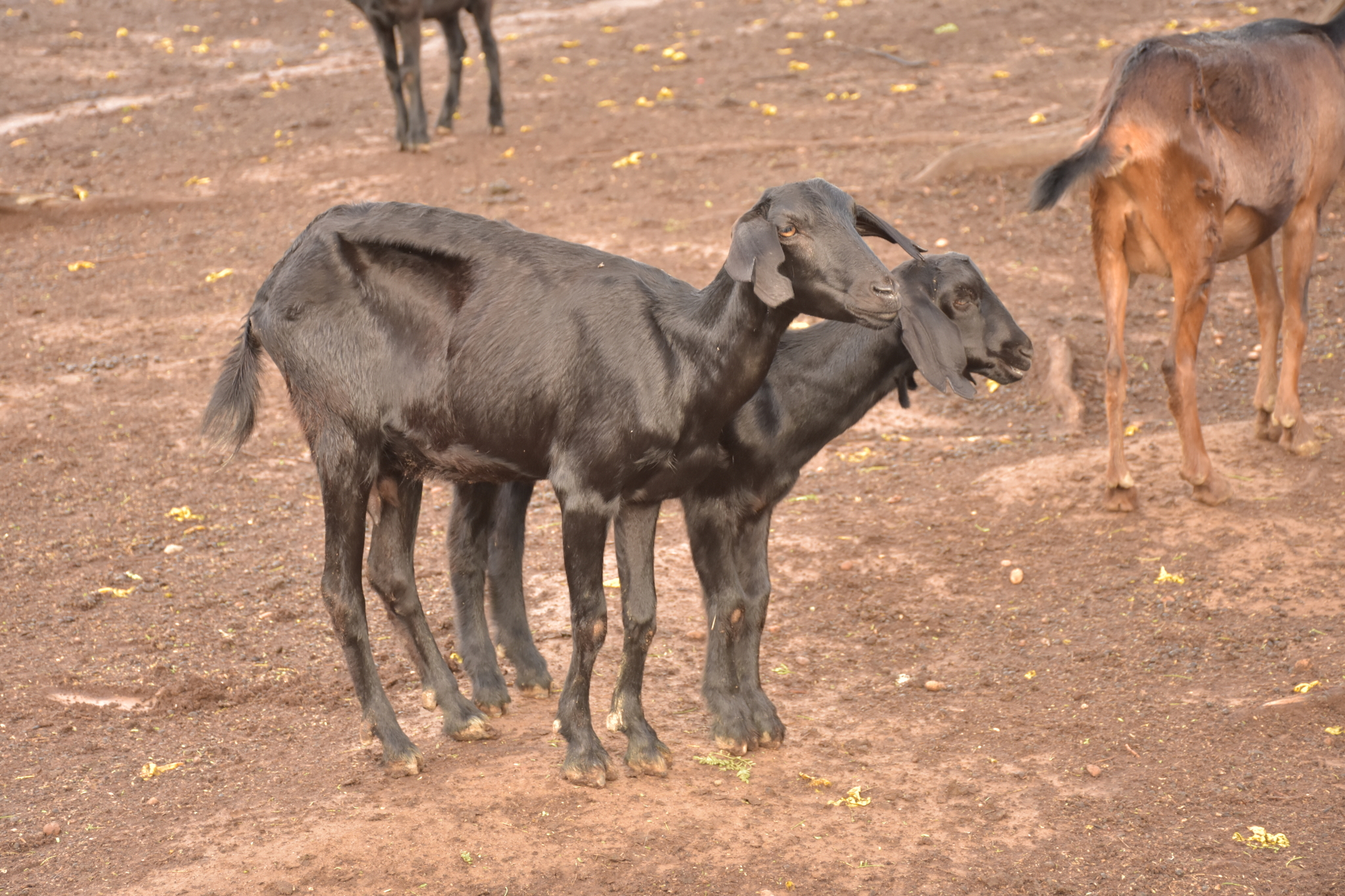 Bovidae image