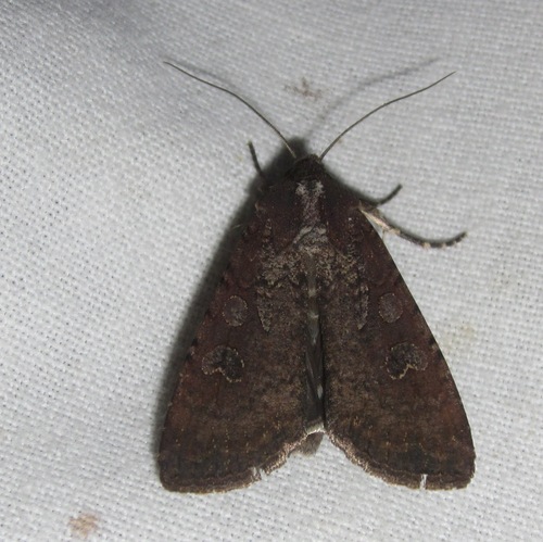 Peridroma saucia
