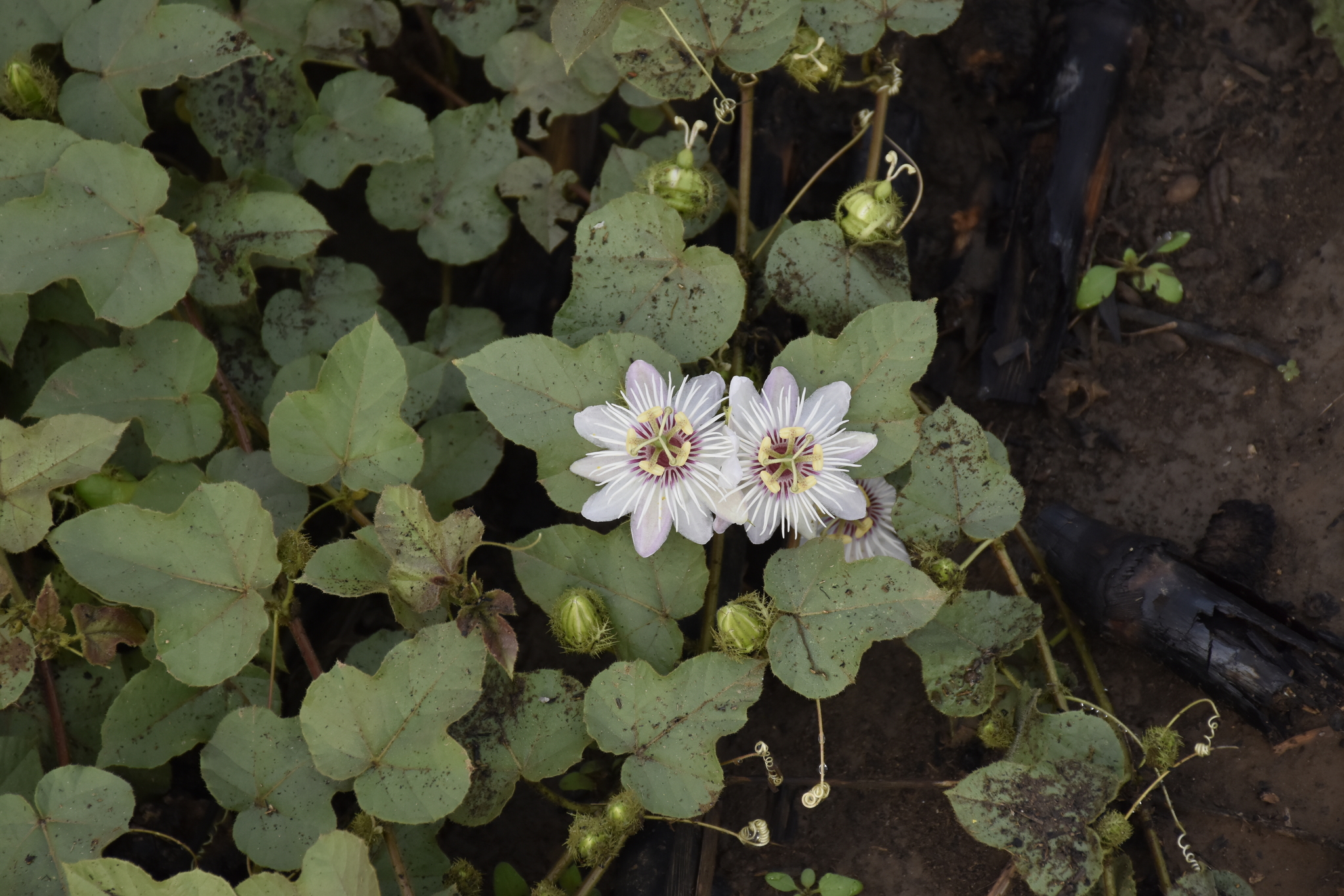 Passiflora vesicaria image