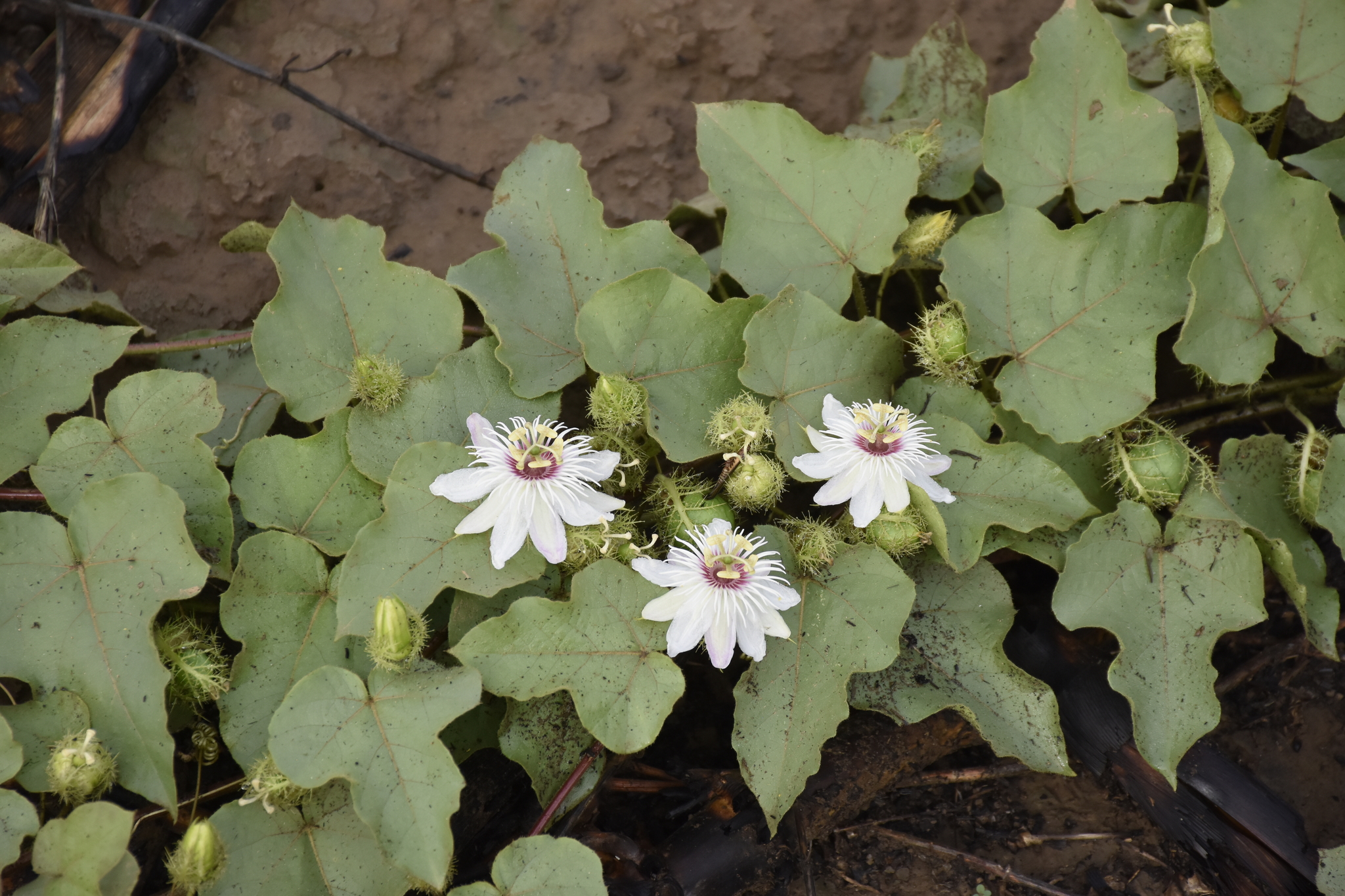 Passiflora vesicaria image