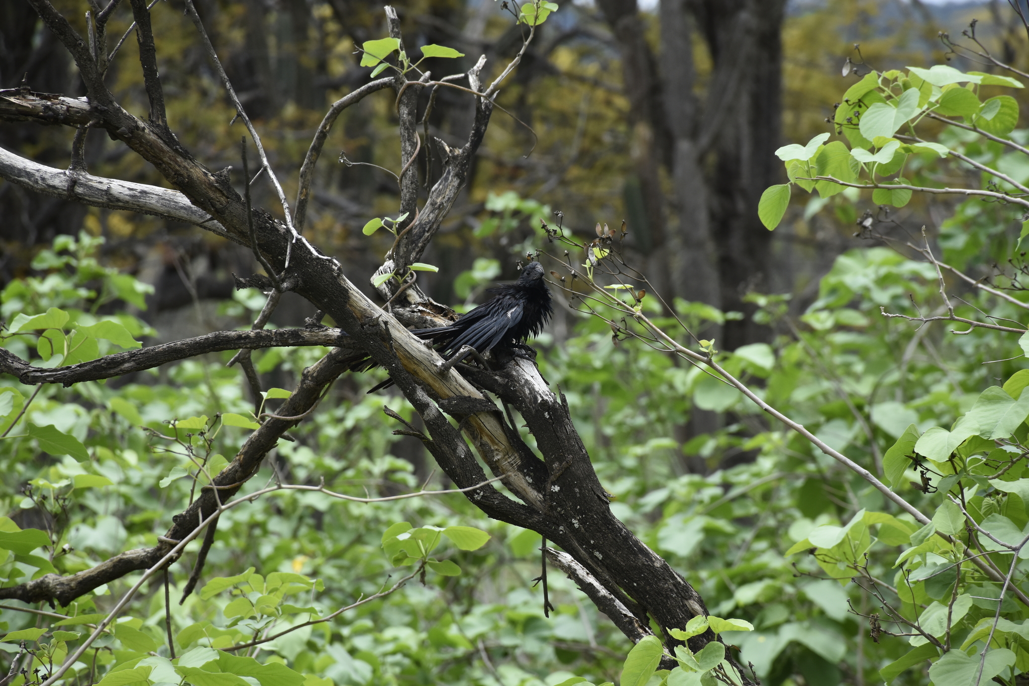 Crotophaga image