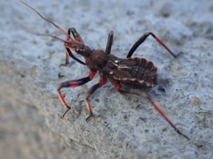 Rhynocoris erythropus