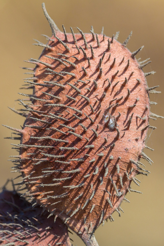 Guilandina bonduc