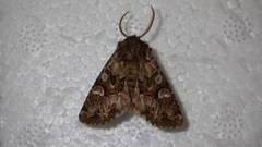 Pachetra sagittigera