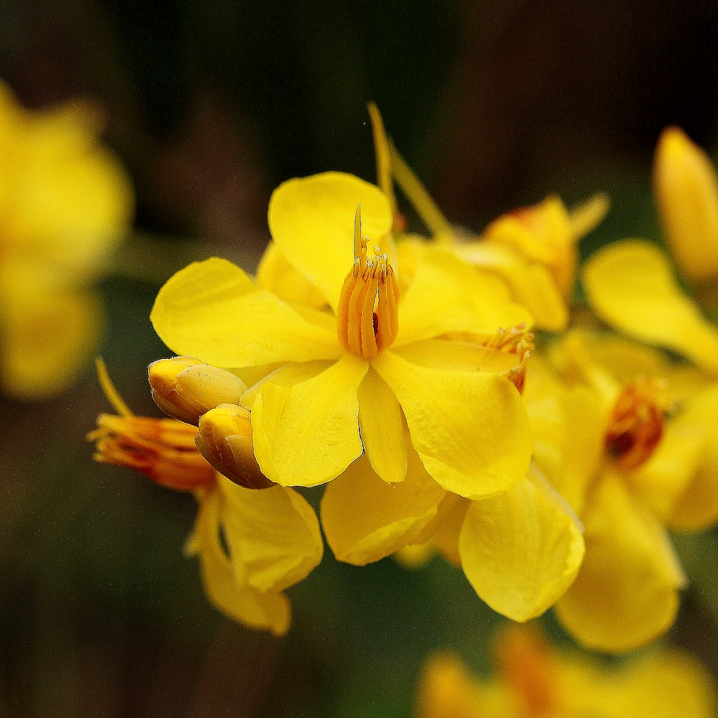 Ouratea confertiflora