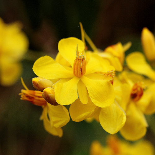 Ouratea confertiflora