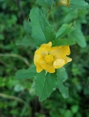 Malvastrum aurantiacum