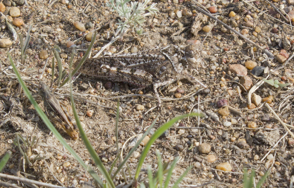 Angaracris barabensis from Аксуский район, 140000, Казахстан on July 7 ...