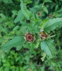 Malvastrum aurantiacum