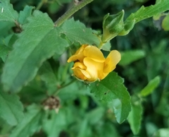 Malvastrum aurantiacum