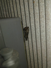 Lepidoptera