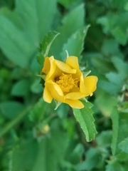 Malvastrum aurantiacum