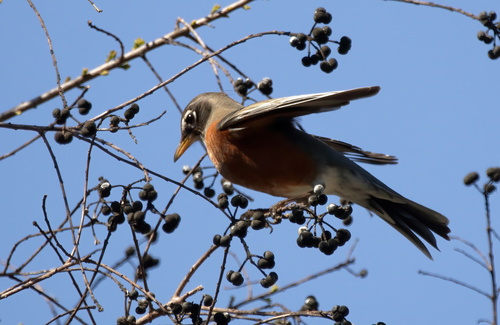 American Robin photographed in Alabama