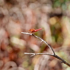 Libellula croceipennis