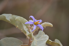 Solanum lycocarpum