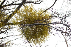 Misodendrum punctulatum