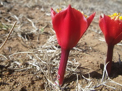 Haemanthus pubescens