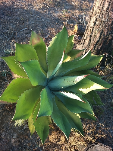 Agave maximiliana