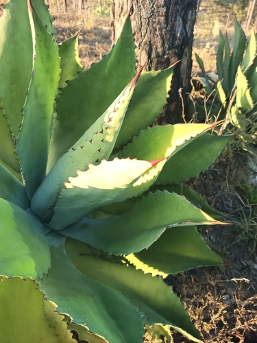 Agave maximiliana