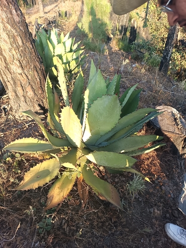 Agave maximiliana