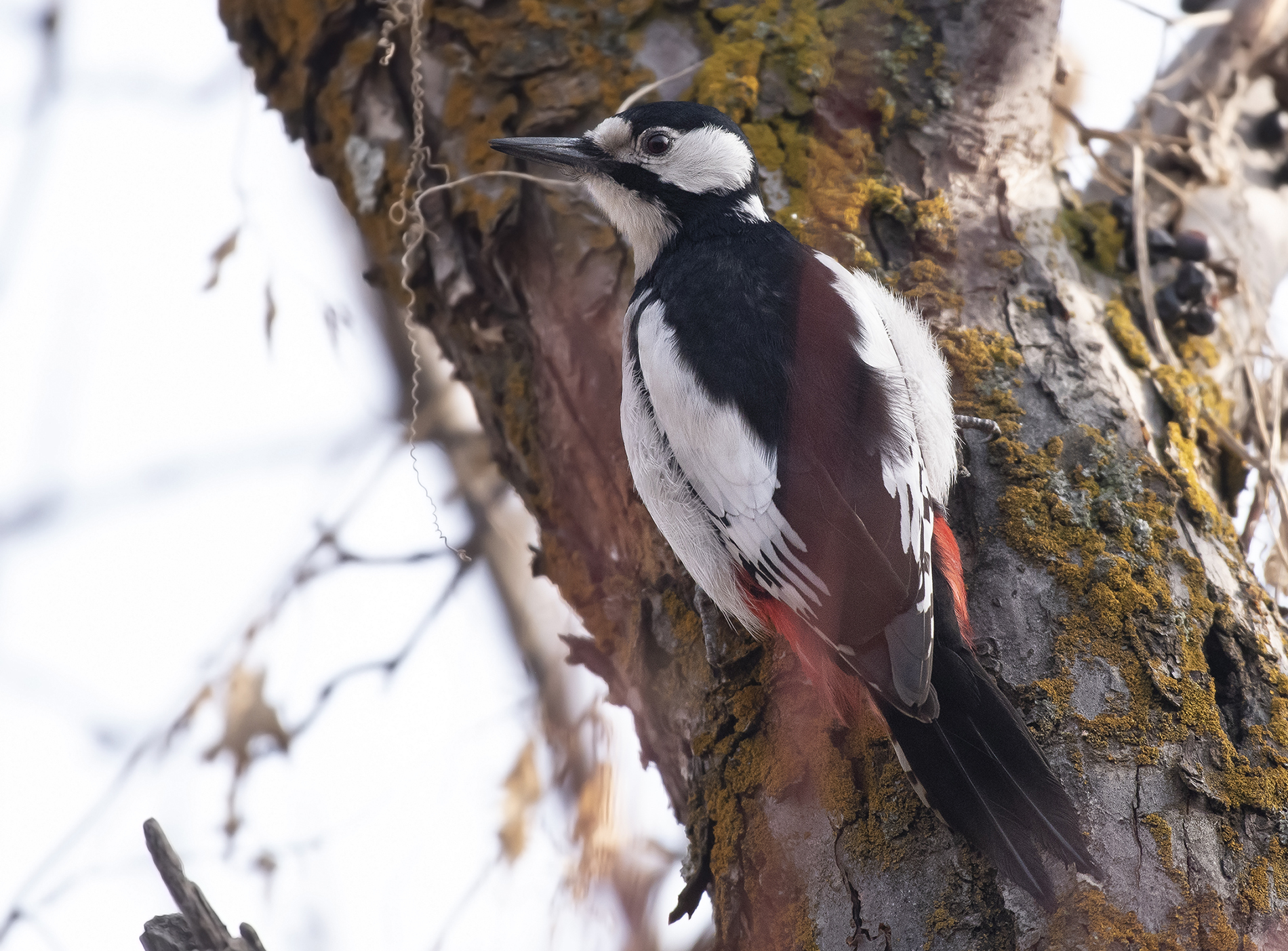 White-winged Woodpecker