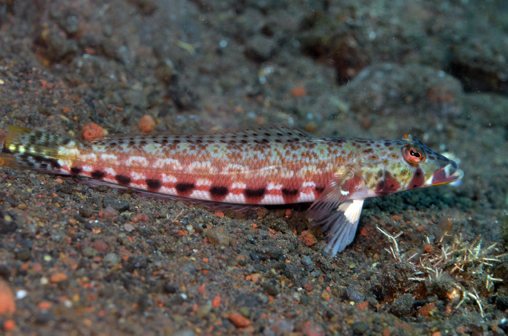 Twospot Sandperch