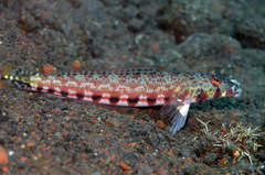 Twospot Sandperch photo 1