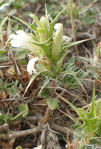 Image of Blepharis capensis by (c) Nicola van Berkel, some rights reserved (CC BY-SA)