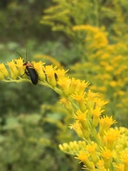 Nemognatha selanderi