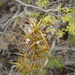 Dracophyllum patens - Photo (c) Jack Warden,  זכויות יוצרים חלקיות (CC BY-NC), uploaded by Jack Warden
