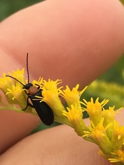 Nemognatha selanderi