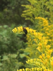 Nemognatha selanderi