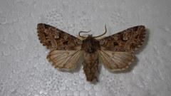 Pachetra sagittigera