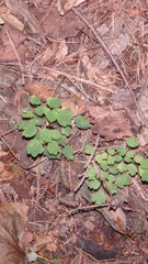 Thalictrum thalictroides