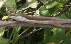 Anolis pulchellus