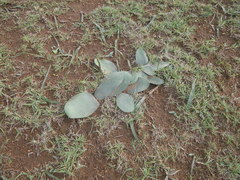 Haemanthus pubescens