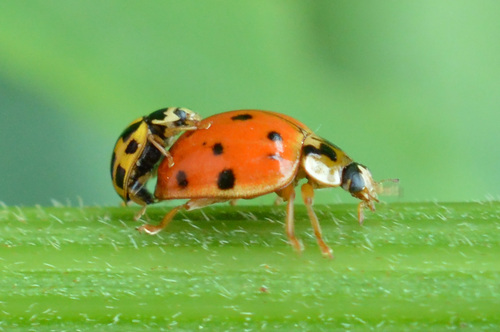 Fourteen-spotted Lady Beetle (Propylea quatuordecimpunctata), a species recorded in Delaware