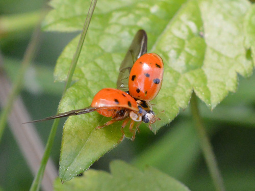Photo of Fourteen-spotted Lady Beetle (Propylea quatuordecimpunctata)
