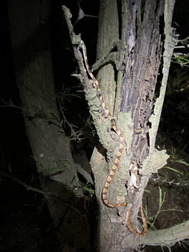 Central American Tree Snake