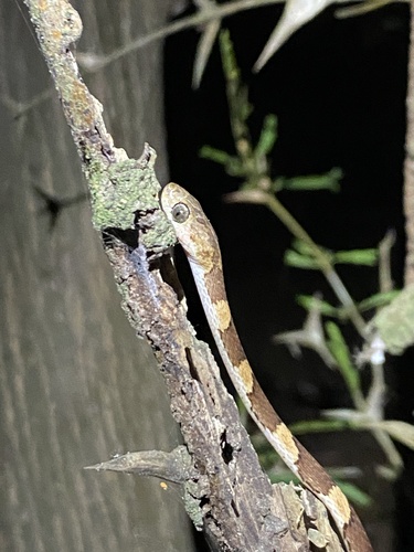 Central American Tree Snake