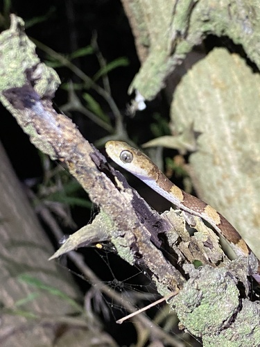 Central American Tree Snake