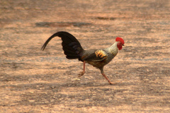 Grey Junglefowl photo 5