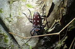 Batocera rubus