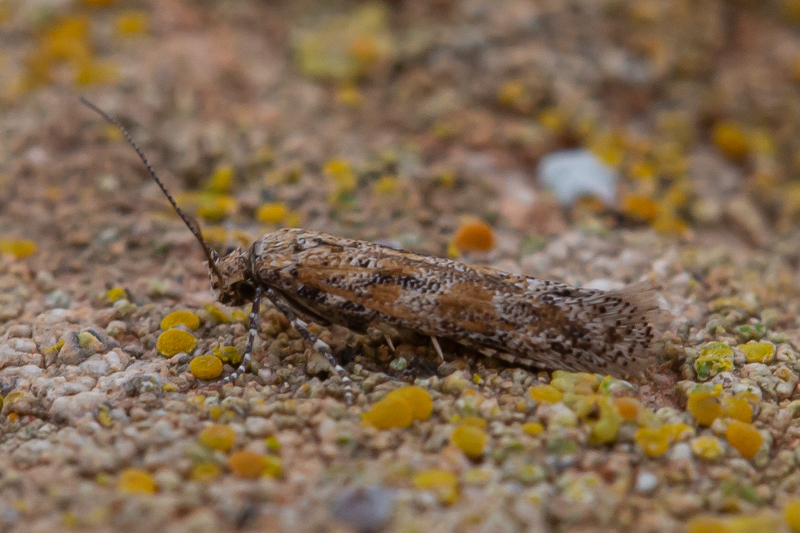 Ochrodia