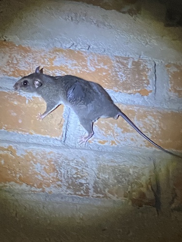Big-eared Climbing Rat