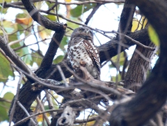Glaucidium capense