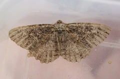 Neoalcis californiaria