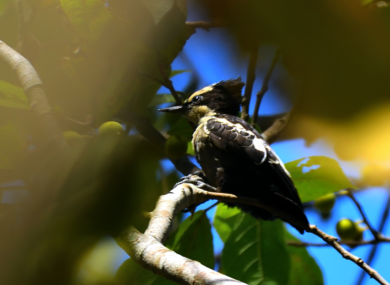 Heart-spotted Woodpecker illustration